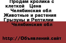 Продам кролика с клеткой › Цена ­ 2 200 - Челябинская обл. Животные и растения » Грызуны и Рептилии   . Челябинская обл.